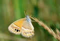 Coenonympha saadi , Persian heath butterfly on grass