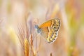 Coenonympha saadi , Persian heath butterfly wild in nature Royalty Free Stock Photo