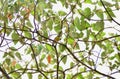 Coereba flaveola perched on the Croton urucurana tree