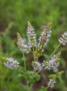 Coexistence: Grasshopper and Snail on Apple Mint Royalty Free Stock Photo