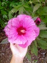 Big flower in the park Queens New York city USA