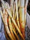 Fresh sugarcane in garden. It taste sweet and good for health. Well know as tebu in malaysia.