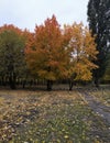 Cof Trees autumn leaves colored park Royalty Free Stock Photo