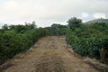 Cofe field in costa rica Royalty Free Stock Photo