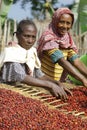 Cofee harvesting in sidamma & x28;ethiopia& x29;