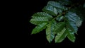 Cofee leaves with green berries on coffee tree twigs on black ba