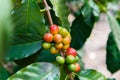 Coffe beans maturing on the branch Royalty Free Stock Photo