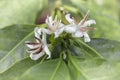 Coffe flower plant coffea arabica Royalty Free Stock Photo