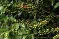 Coffe plant Royalty Free Stock Photo