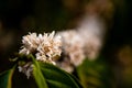 Coffe Plant - Caffea Robusta Royalty Free Stock Photo