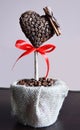 Coffe's tree Royalty Free Stock Photo