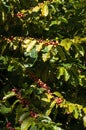 Ripening fruit of a coffea arabica plant Royalty Free Stock Photo