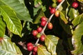 Ripening fruit of a coffea arabica plant Royalty Free Stock Photo
