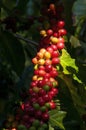 Ripening fruit of a coffea arabica tree Royalty Free Stock Photo