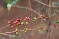 Coffea arabica berry Royalty Free Stock Photo
