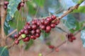 Coffea arabica berry Royalty Free Stock Photo