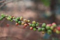 Coffea arabica berry Royalty Free Stock Photo