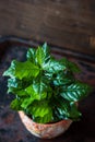 Coffea arabica - coffee plant in a flower pot.