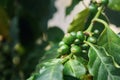 Coffea arabica fruit