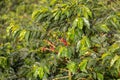 Coffea arabica, known as the Arabica coffee, species of flowering plant. Antioquia department, Colombia Royalty Free Stock Photo