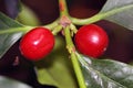 Coffea arabica plant with coffee beans