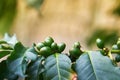 Coffea arabica fruit Royalty Free Stock Photo