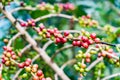 Coffea Arabica plantation, Coffee beans ripening on rainy day Royalty Free Stock Photo