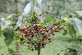 Coffea arabica with ripe and green coffee berries on plant in coffee plantation