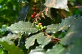 Coffea arabica tree fruit known as the Arabian coffee Royalty Free Stock Photo