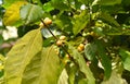 Coffea arabica tree fruit known as the Arabian coffee