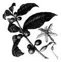 Coffea, or Coffee shrub and fruits, vintage engraving