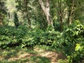 Coffee Plantation in kerala,India