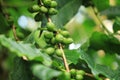 Coffea liberica with fruits