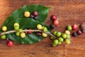 Coffea plant with fruit.