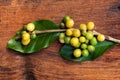 Coffea plant with fruit.