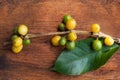 Coffea plant with fruit.