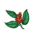 Coffea plant with leaves, flowers and ripe coffea arabica fruits. Coffee branches with fruits of coffee bean in sketch