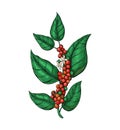 Coffea plant with ripe coffea arabica fruits. Coffee branches with fruits of coffee bean and flowers in sketch style.