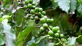 Close-up of green coffee beans on a coffee plant in Cuba