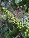Coffee of aceh