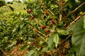 Coffee. Andean valleys in Colombia Royalty Free Stock Photo