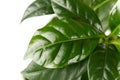 Coffee arabica plant Royalty Free Stock Photo