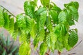 Coffee Arabica Plant green leaf Royalty Free Stock Photo