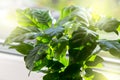 Coffee arabica plant in a white ceramic pot Royalty Free Stock Photo