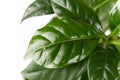 Coffee arabica small plant closeup Royalty Free Stock Photo