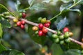 Coffee bean,Arabicas Coffee Tree