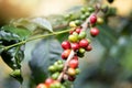 Coffee bean,Arabicas Coffee Tree