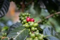 Coffee bean,Arabicas Coffee Tree