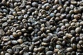 The coffee bean Royalty Free Stock Photo
