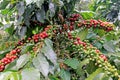 Coffee bean, coffee cherries or coffee berries on coffee tree, near El Jardin, Antioquia, Colombia